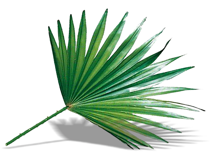 Natur Tanya® FŰRÉSZPÁLMA OLAJ