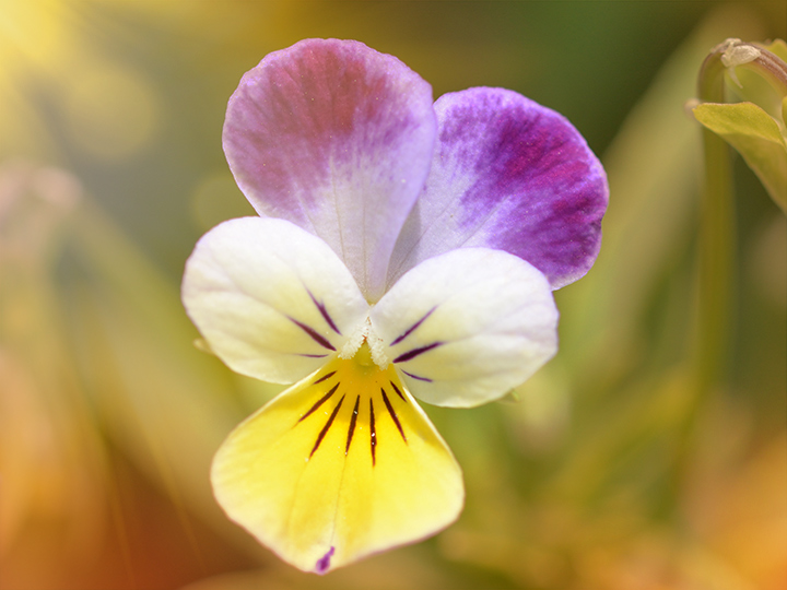 Natur Tanya SOLAR VITAMIN háromszínű árvácskával belülről támogatja a bőr egészségét